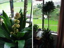 Dracaena compacta